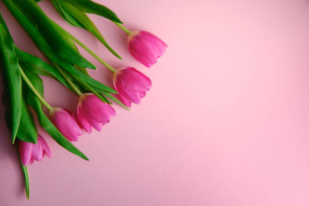 istock Netherland tulips on pink, topdown view with copyspace at right, holiday concept 1193506436
