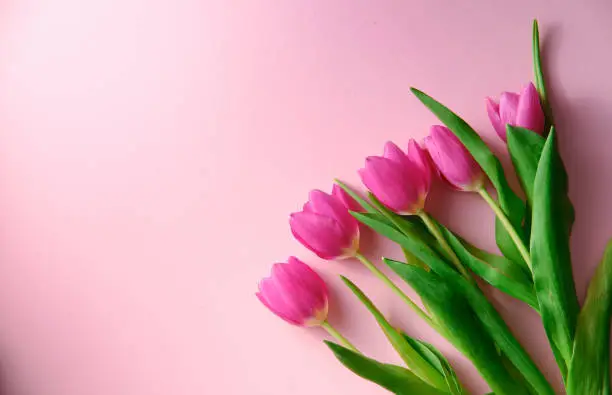 Photo of Netherland tulips on pink background topdown view with copyspace at left, holiday concept, love