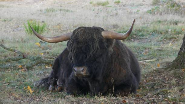istock Scottish highlander is lying under a tree. Staatsbossen in Sint Anthonis, Noord Brabant, Land van Cuijk, The Netherlands. 1193506595
