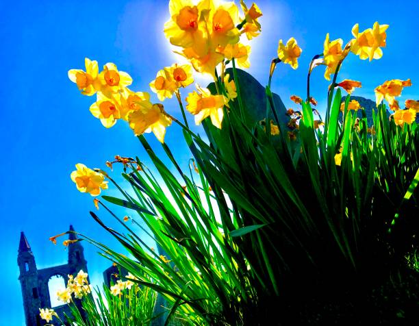 narcissus at st andrews' cathedral, scotland, uk - uk cathedral cemetery day imagens e fotografias de stock