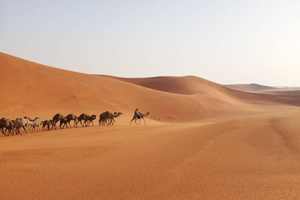 istock A caravan of camels on a desert 1193508046