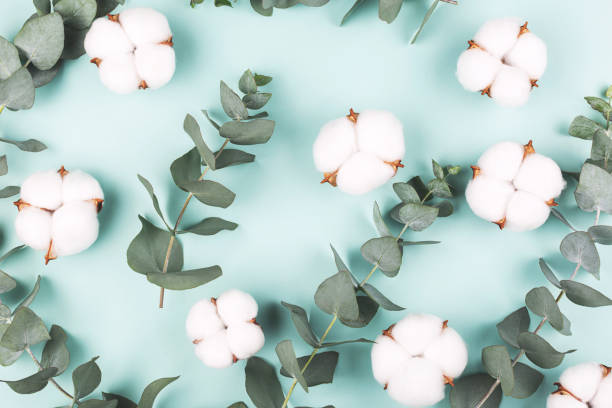 istock Creative frame made with fresh eucalyptus brances and cotton flower heads. 1193509046