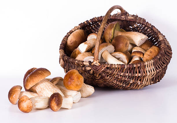 young boletus in basket Russian wild mushrooms young boletus in basket  Cepe stock pictures, royalty-free photos & images