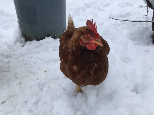 istock Chicken in the snow 1193512131
