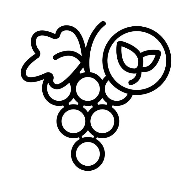 ilustrações de stock, clip art, desenhos animados e ícones de natural grape icon vector. isolated contour symbol illustration - vintner