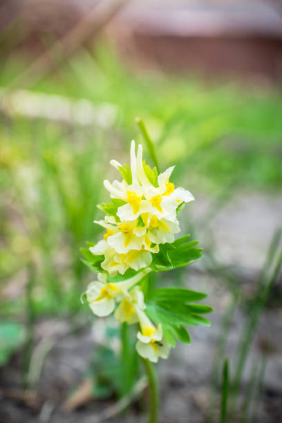 istock Corydalis sibirica blooming in the garden 1193513356