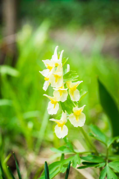 Corydalis sibirica blooming in the garden