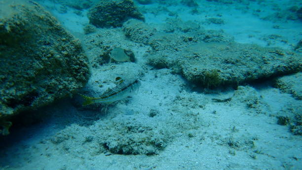 istock The striped red mullet or surmullet (Mullus surmuletus) 1193514636