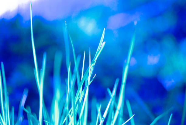 istock Spring fresh young grass. Sun shines on the summer grass. Soft focus 1193515094