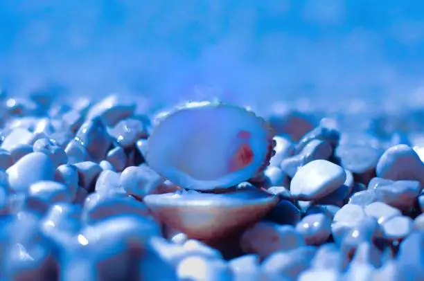 Photo of Classic blue color of seashell on the beach pebbles near the sea