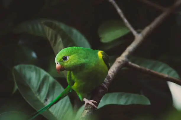 Plain Parakeet