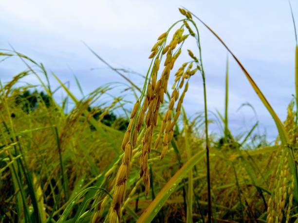 istock Golden ears of rice in the fields. 1193515358