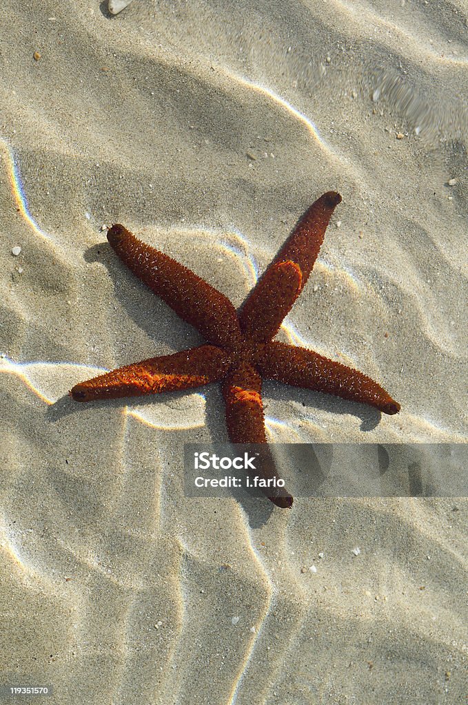 Red starfish in water Red starfish on fine sand in shallow water Animal Stock Photo