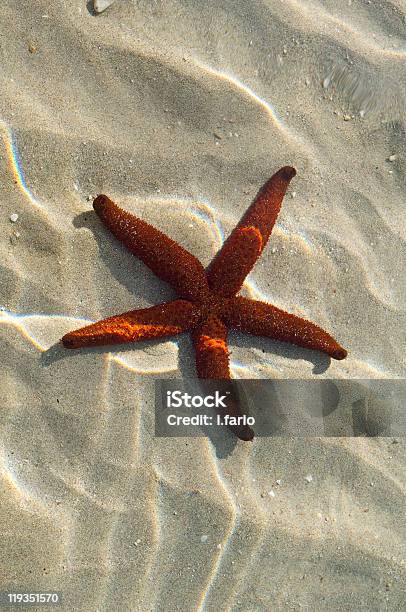 Red Starfish In Water Stock Photo - Download Image Now - Animal, Beach, Color Image