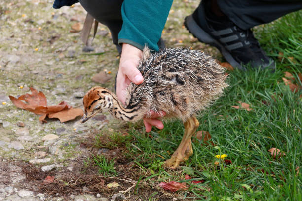 verticale de petit poussin africain d'autruche dans les mains masculines à la ferme d'autruche. l'homme retient le poulet mignon d'autruche de 5 jours dans l'herbe verte au zoo. un petit jeune oiseau d'autruche explore l'environnement naturel. - young bird beak feather ostrich photos et images de collection