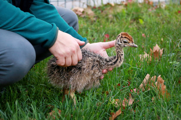 ダチョウ農場で男性の手に小さなアフリカのダチョウのひよこの肖像画。男は動物園で緑の草の中で生後5日のかわいいダチョウの鶏を保持しています。小さな若いダチョウの鳥は自然環境を - chicken baby chicken young bird poultry ストックフォトと画像