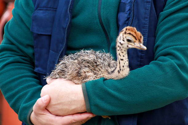 verticale de petit poussin africain d'autruche dans les mains masculines du zoologiste au zoo. l'homme retient le poulet mignon d'autruche de 5 jours, petit petit oiseau de chéri apprécie et se reposant dans ses bras à la ferme d'autruche. - young bird beak feather ostrich photos et images de collection