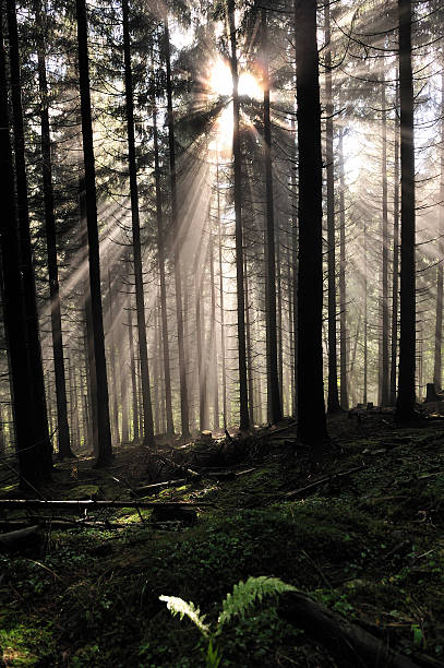 istock Misty landscapes in forest. 119351748