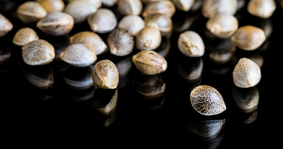 Macro Close-up Focus of Cannabis Marijuana Seeds on a reflective black reflective background