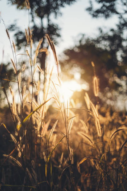 istock Flower grass and golden light in the evening - 1193518609