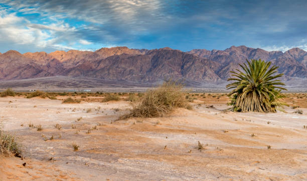 사바나 계곡과 모래 사막 - negev middle east desert 뉴스 사진 이미지