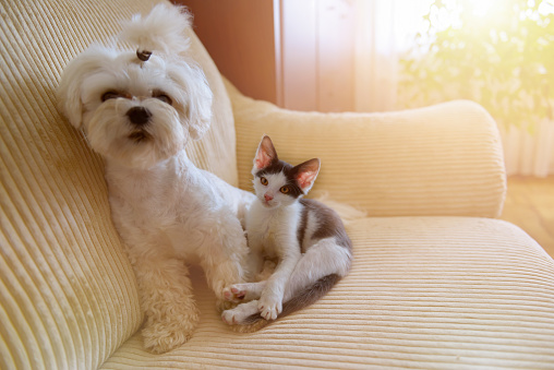 Small dog maltese and a little kitten sitting on a sofa in home