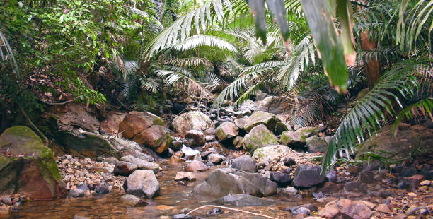 istock water stream flowing through the rocky bed from the mountain 1193522684