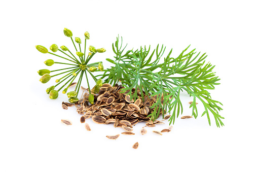 Fennel plant and dill with seeds isolated on white background.