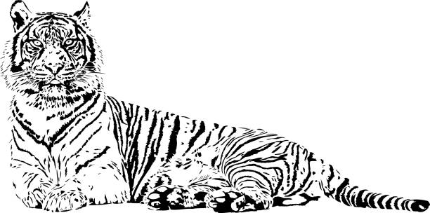 bildbanksillustrationer, clip art samt tecknat material och ikoner med tiger porträtt i svarta linjer - sumatratiger