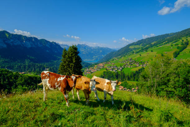 istock Small herd of cows graze in the Alpine meadow 1193525585