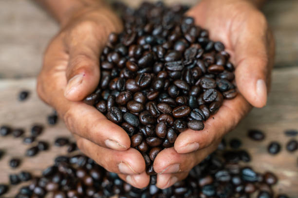 istock Hand hold roasted coffee bean on wooden table 1193526052