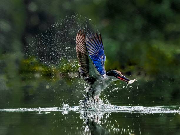 kingfisher peces capturados - animals hunting kingfisher animal bird fotografías e imágenes de stock