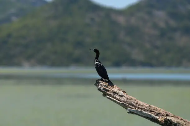 Photo of Great black cormorant, Phalacrocorax carbo, resting on tree branch on blurry background