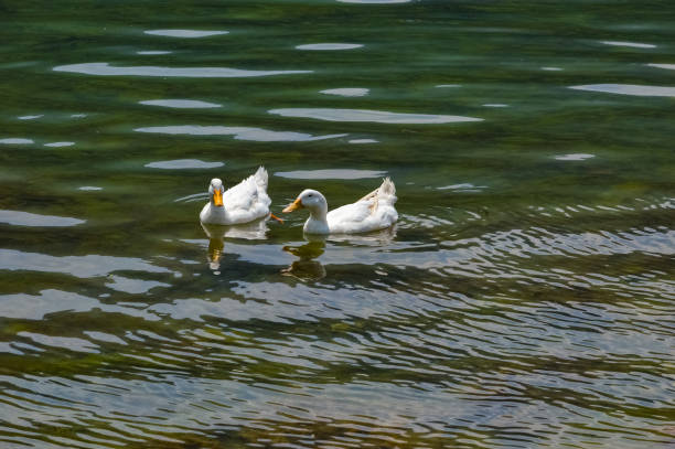 Two white heavy ducks - American Pekin also known as the Aylesbury or Long Island duck stock photo