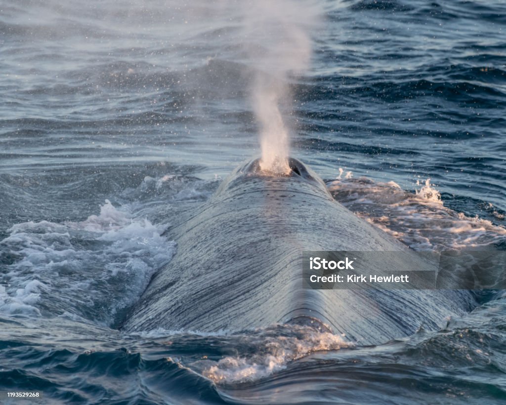 Le béquille bleu de souffle de baleine sur la surface au large de la côte de Baja - Photo de Évent libre de droits