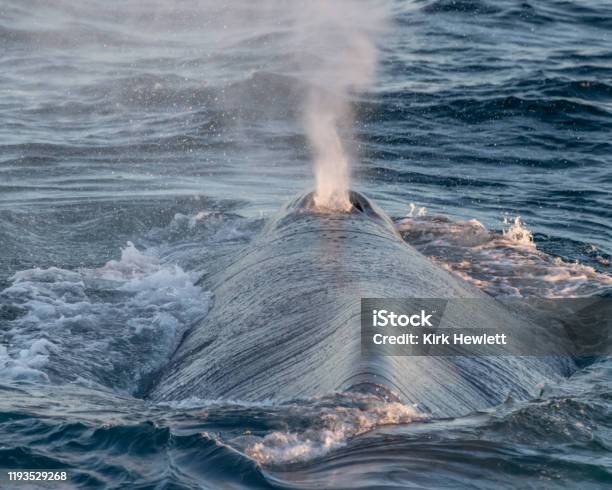 Photo libre de droit de Le Béquille Bleu De Souffle De Baleine Sur La Surface Au Large De La Côte De Baja banque d'images et plus d'images libres de droit de Évent