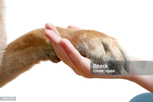 Friends Stock Photo - Download Image Now - Adult, Animal, Animal Body Part