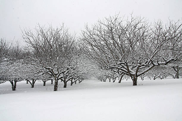 orchard un blizzard - Photo