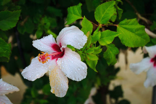istock white hibiscus after the rain 1193530598