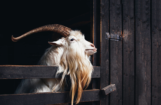 Goat with long horns.