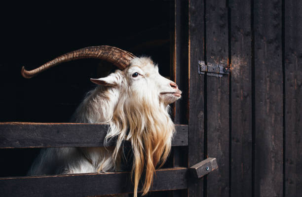 коза с длинными рогами. - sheep wool meadow pasture стоковые фото и изображения