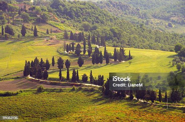 Curva De Cypress Foto de stock y más banco de imágenes de Aire libre - Aire libre, Ajardinado, Campo - Tierra cultivada