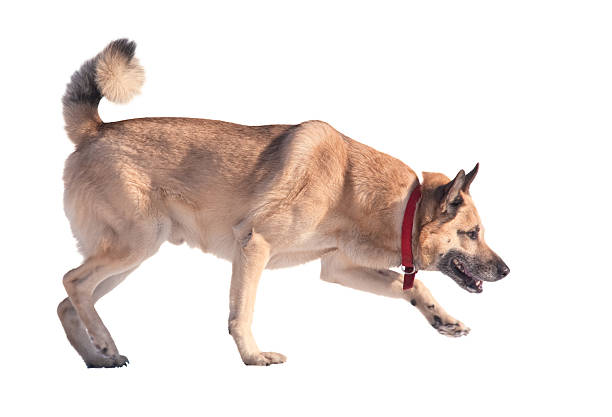 Running dog, isolated on white stock photo