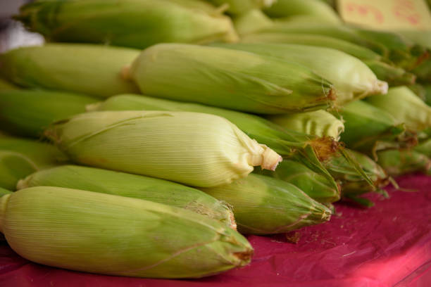 istock Group of green sweet corn 1193533242