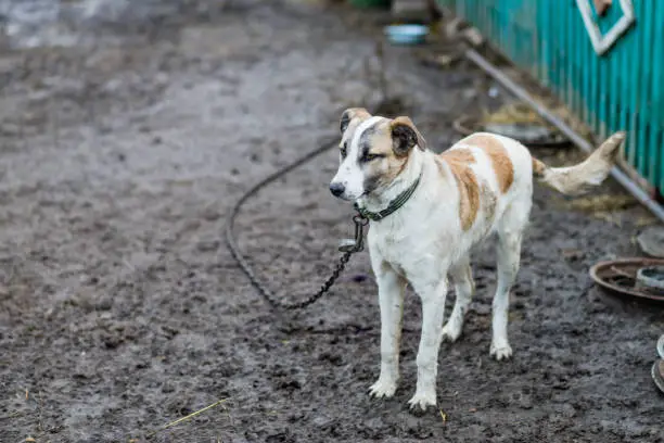 Photo of Big dog on a chain.