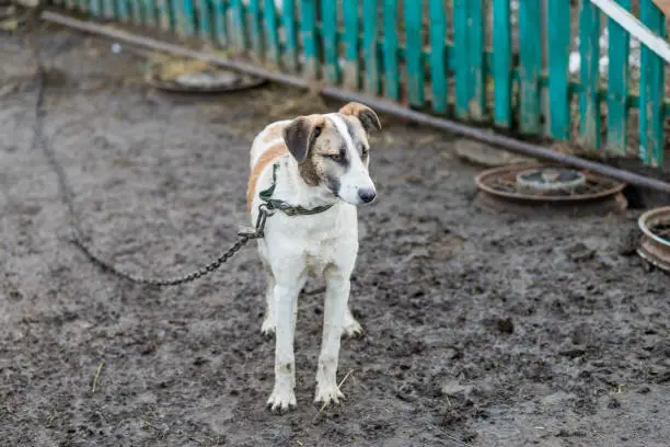 Photo of Big dog on a chain.