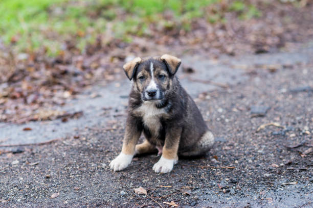 istock Cute little stray puppy. 1193533353