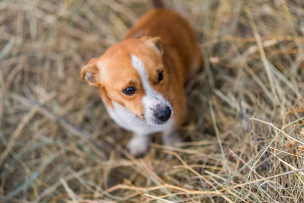 istock Cute little stray puppy. 1193533358