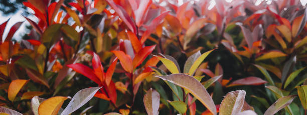 istock Tropical plant leaves 1193533398