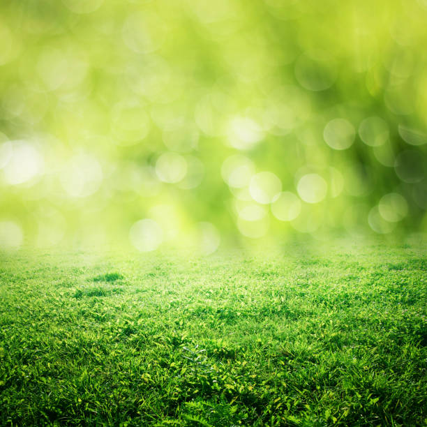 istock Bokeh grass and green meadow 1193533768
